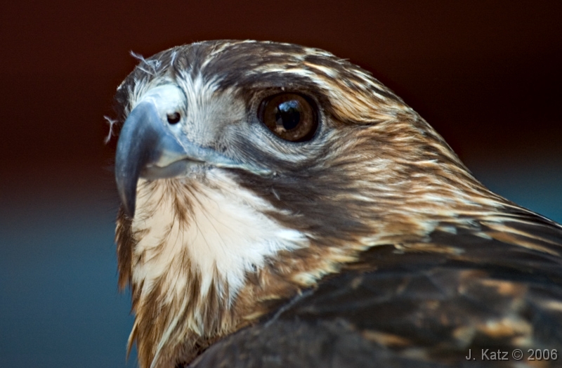 Red Tailed Hawk 2 